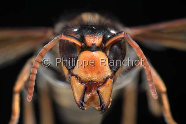 vespa velutina.JPG - Vespa velutina Lepeletier, 1836Frelon asiatiqueAsian hornetHymenoptera, Vespidae